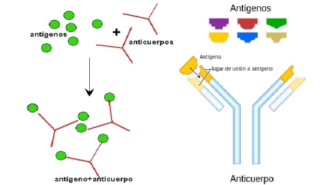 antigeno-anticuerpo-20-728.jpg